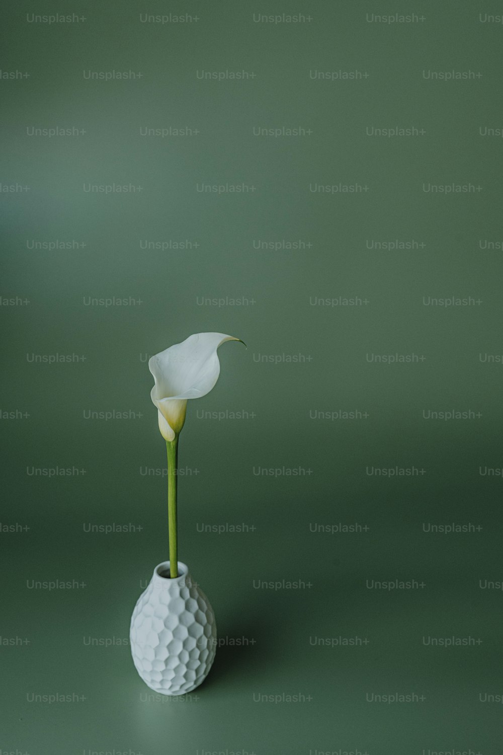 Una flor blanca en un jarrón blanco sobre un fondo verde