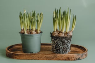 un par de plantas que están en una bandeja