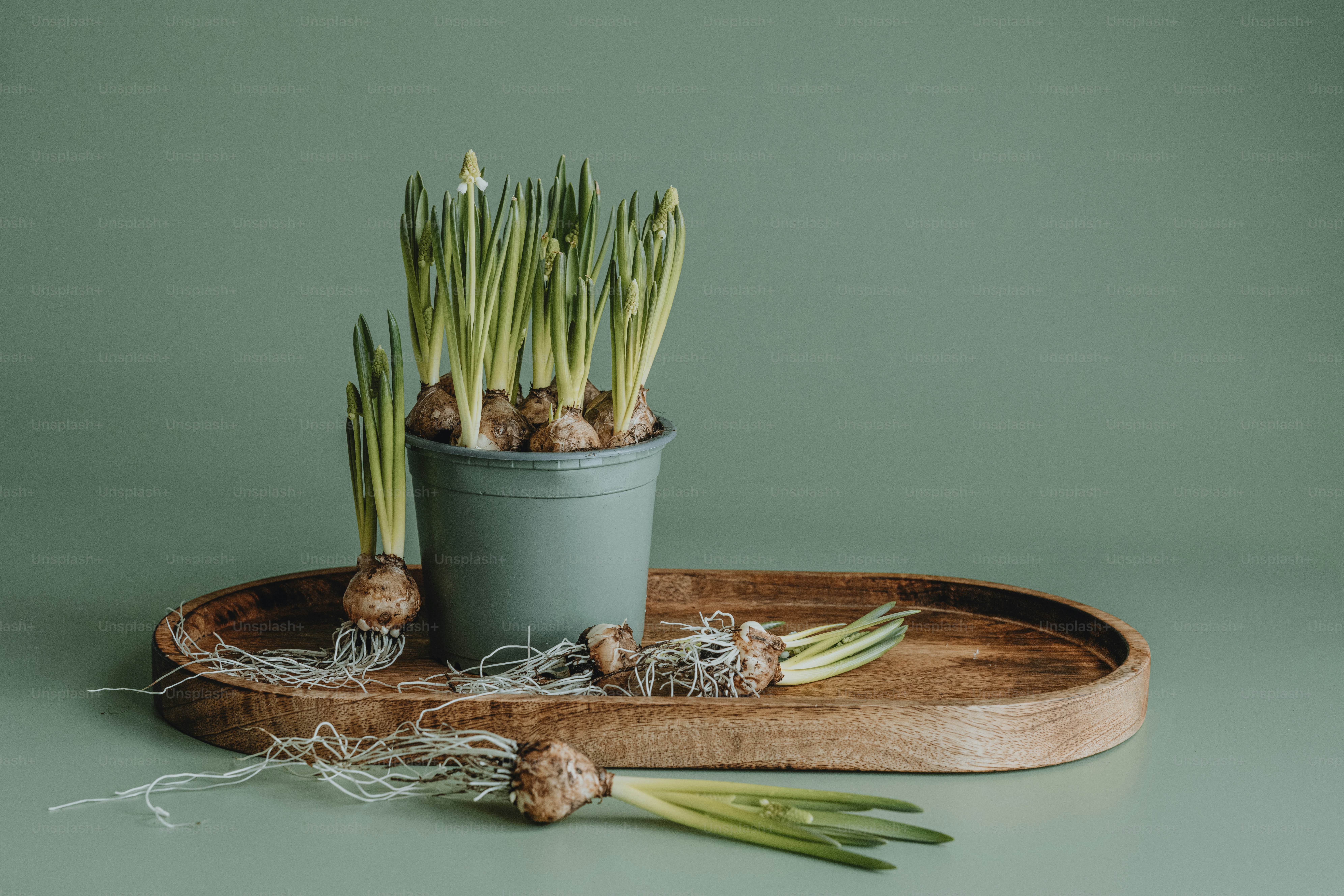 eine Topfpflanze, die auf einem Holztablett sitzt