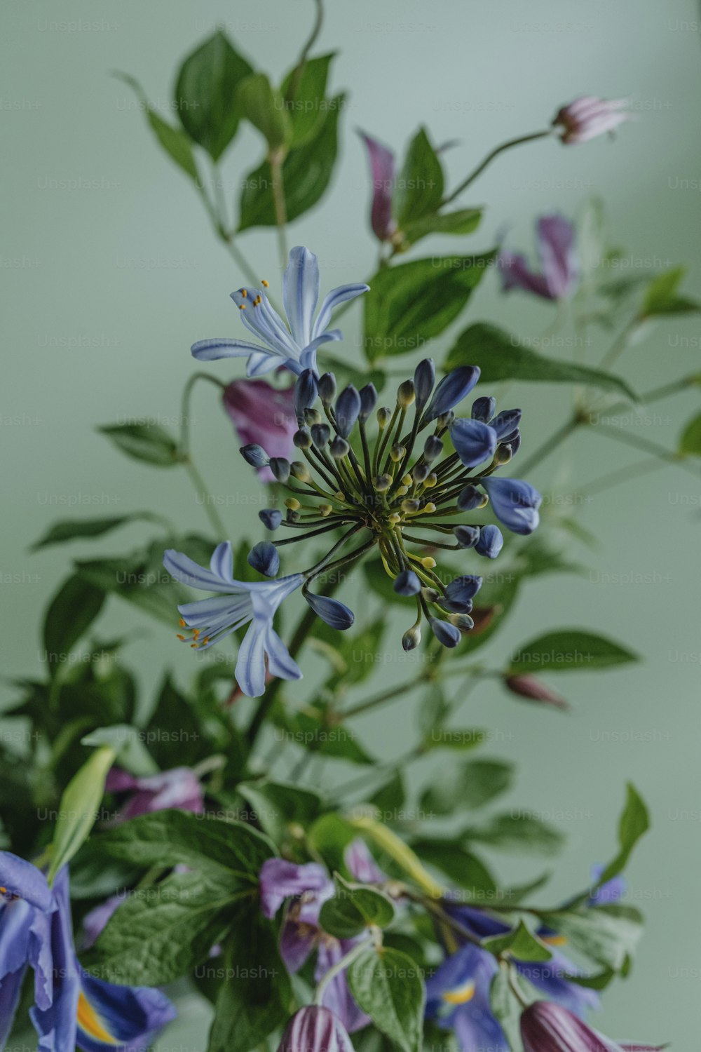 a vase filled with purple and blue flowers