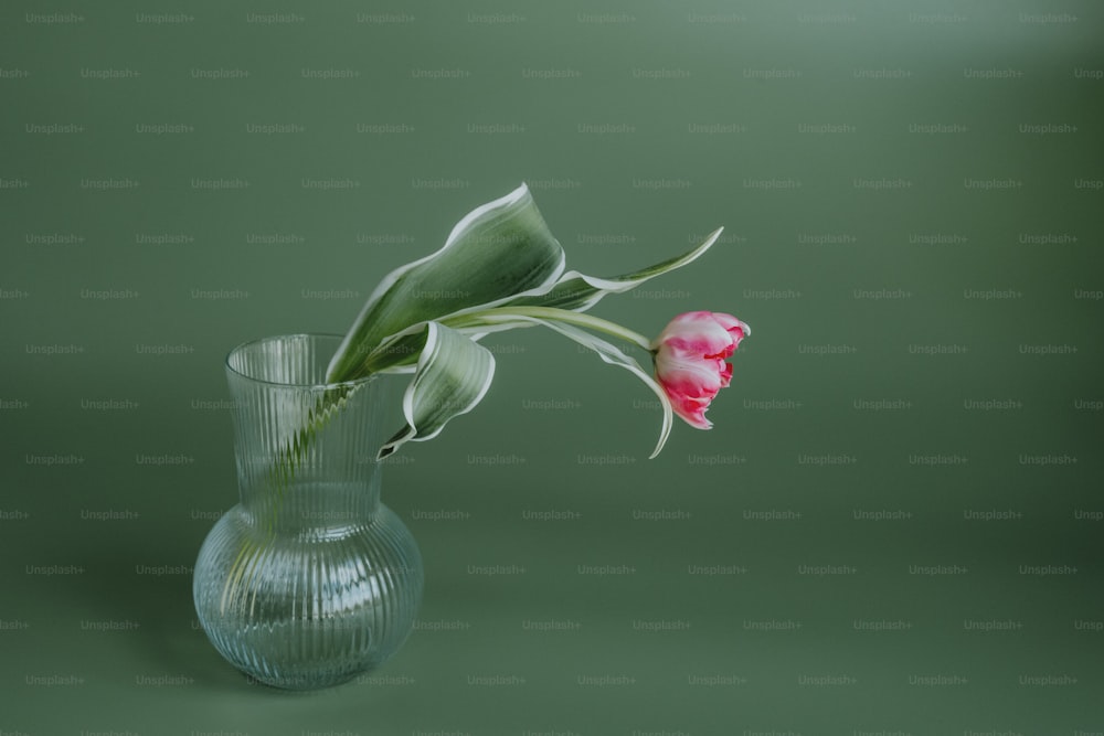 a pink flower in a glass vase on a green background
