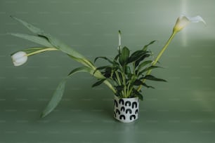 eine weiße Blume in einer schwarz-weißen Vase