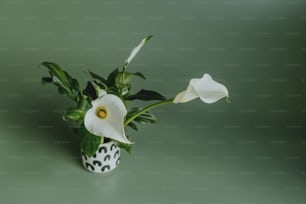 Una flor blanca en un jarrón blanco y negro