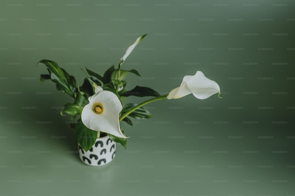 a white flower in a black and white vase