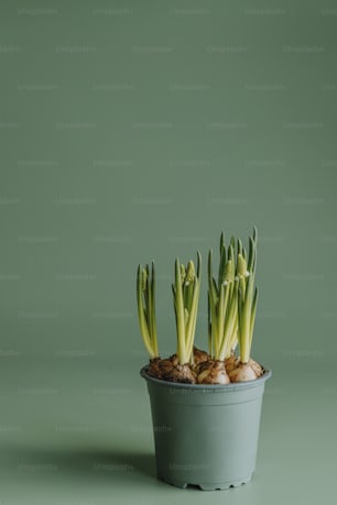 a potted plant with green leaves on a green background