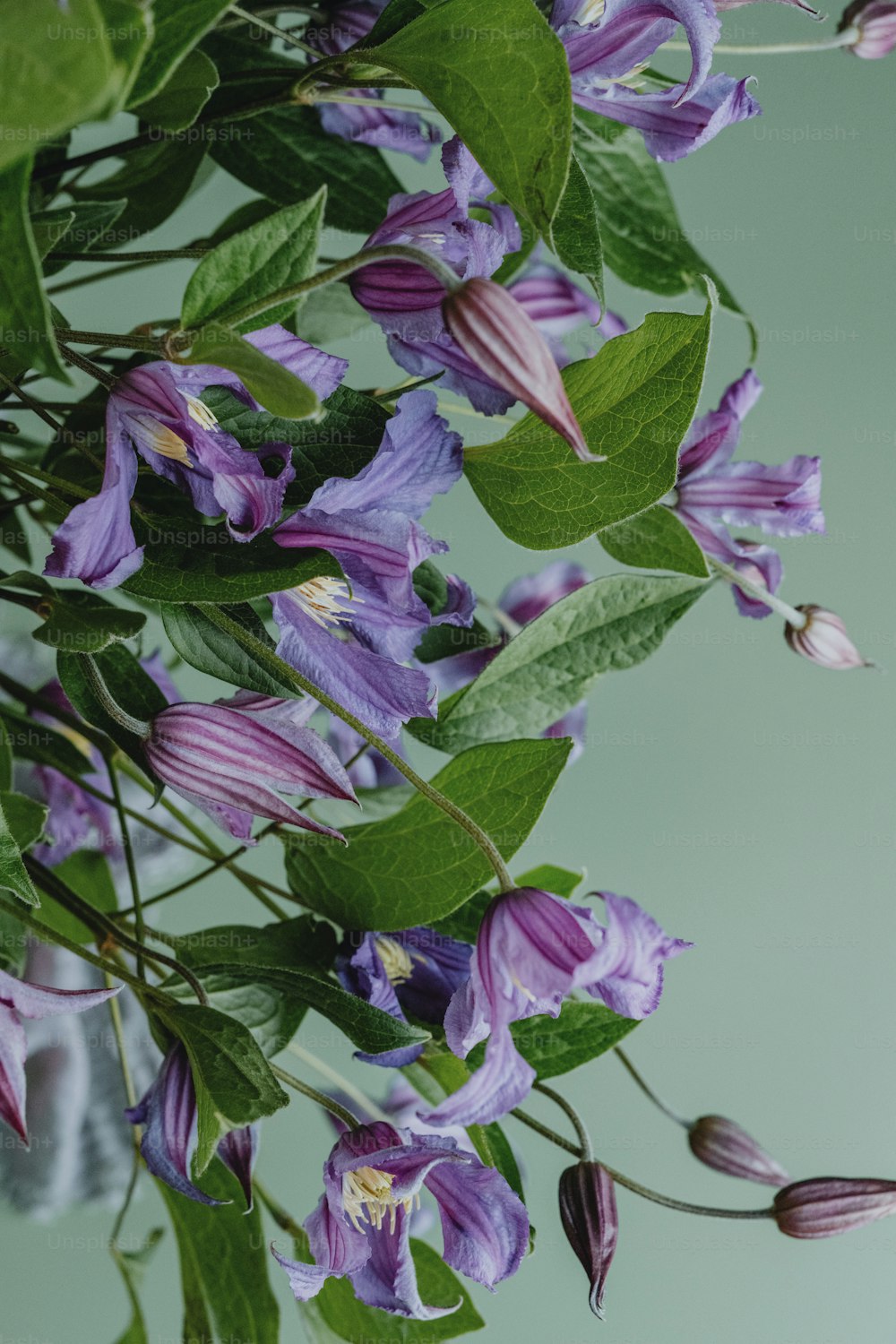 un ramo de flores púrpuras con hojas verdes