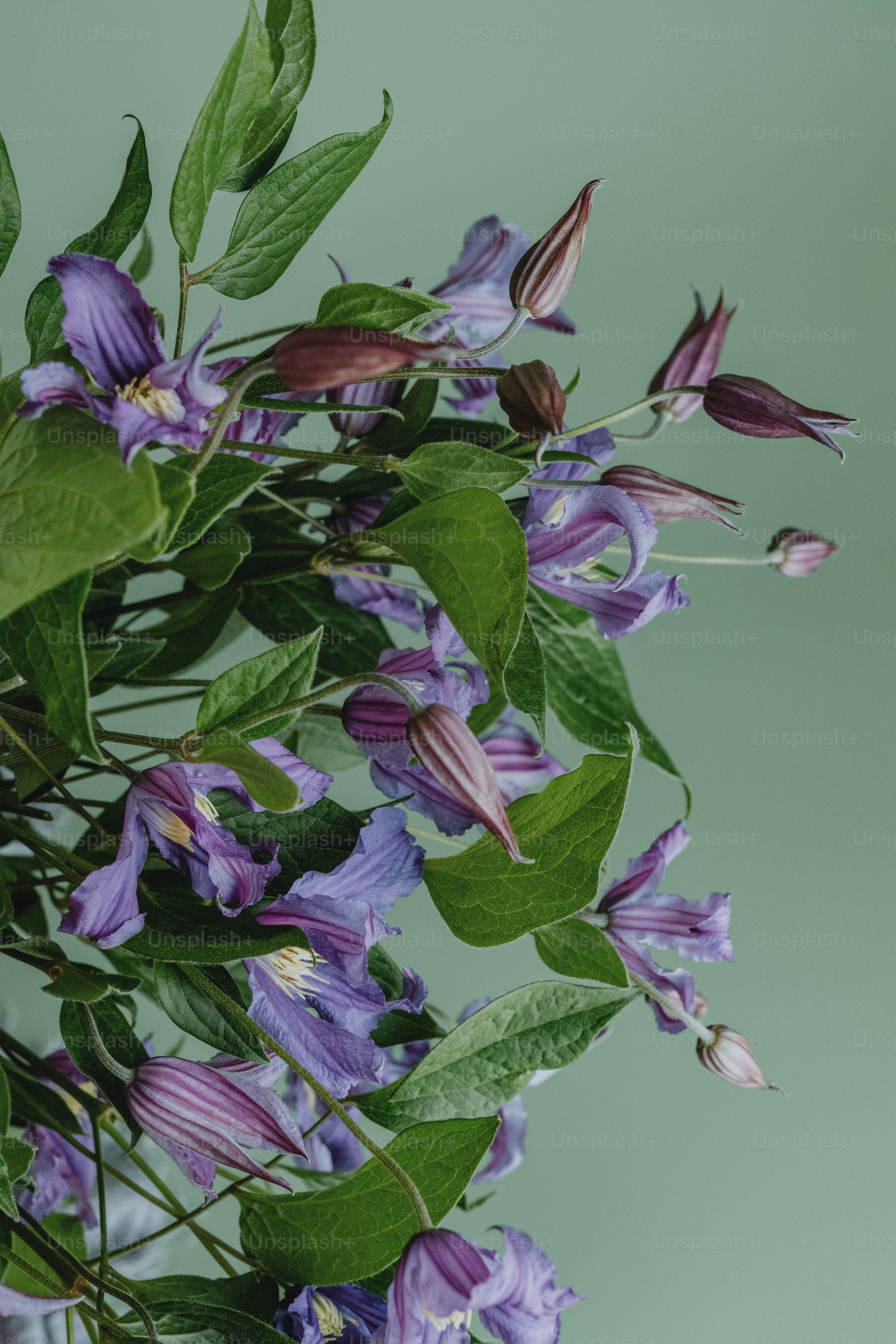 a bunch of purple flowers with green leaves