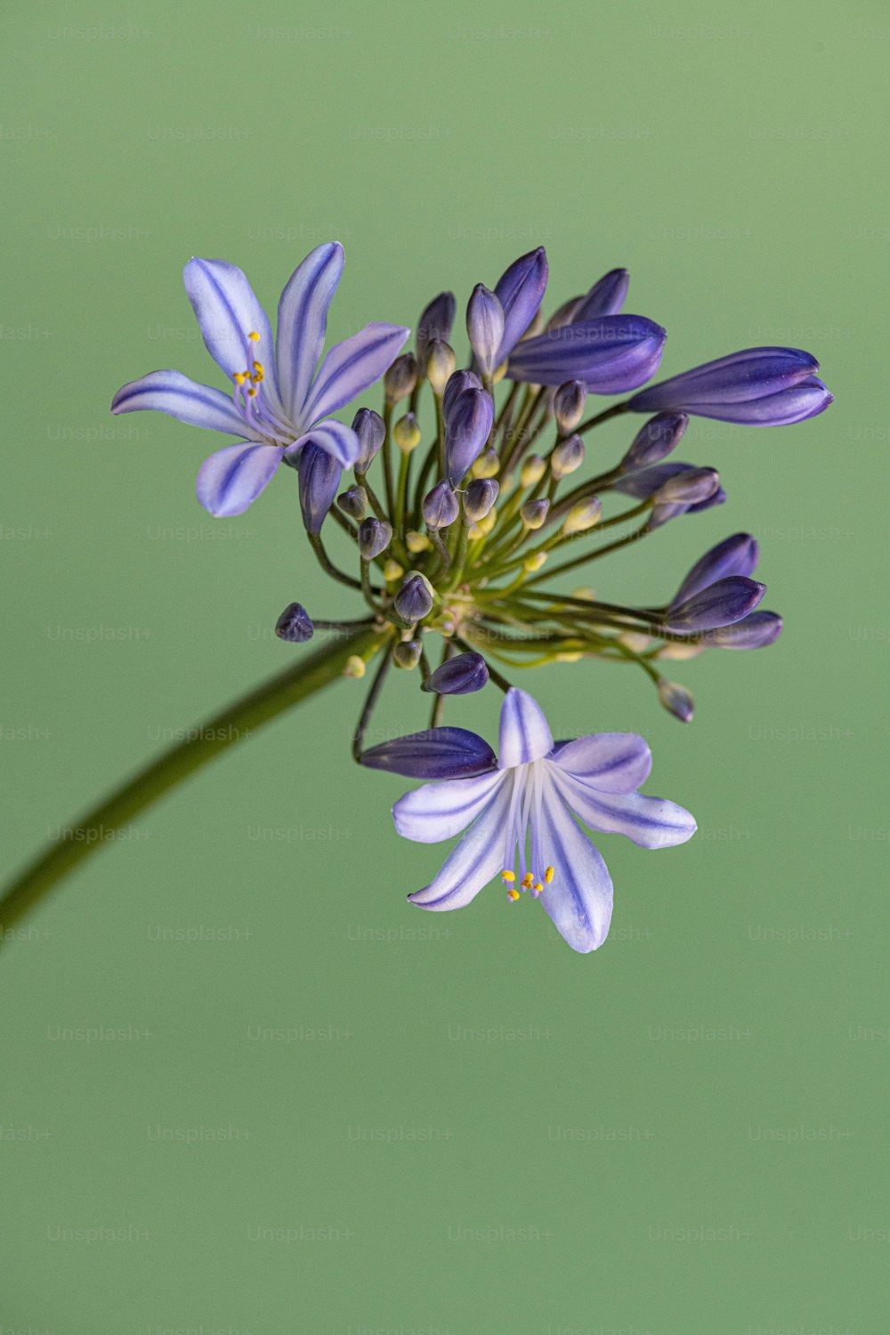 Un primo piano di un fiore viola con uno sfondo verde