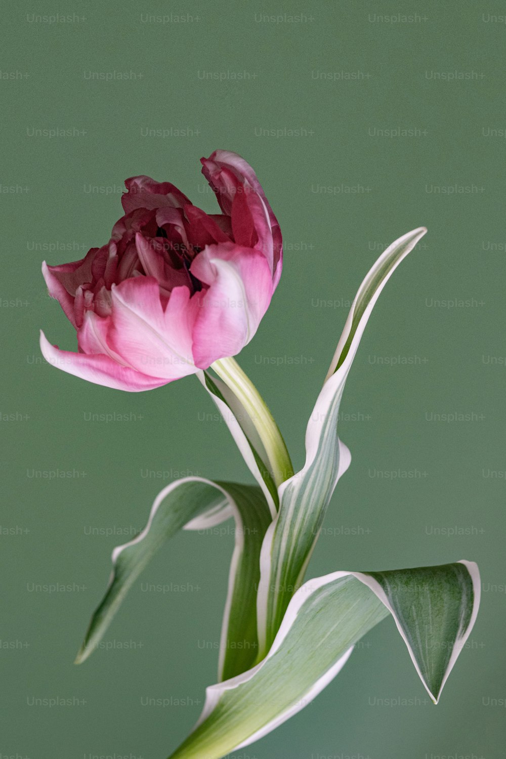 a pink flower with green leaves in a vase