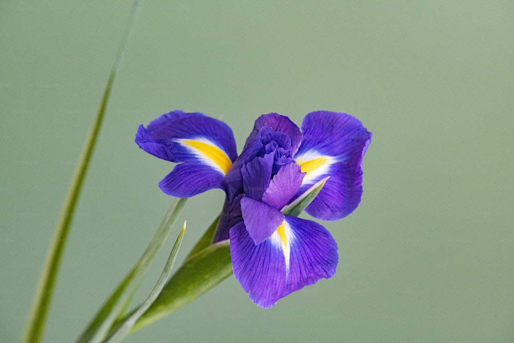 Un primer plano de una flor púrpura con un fondo verde