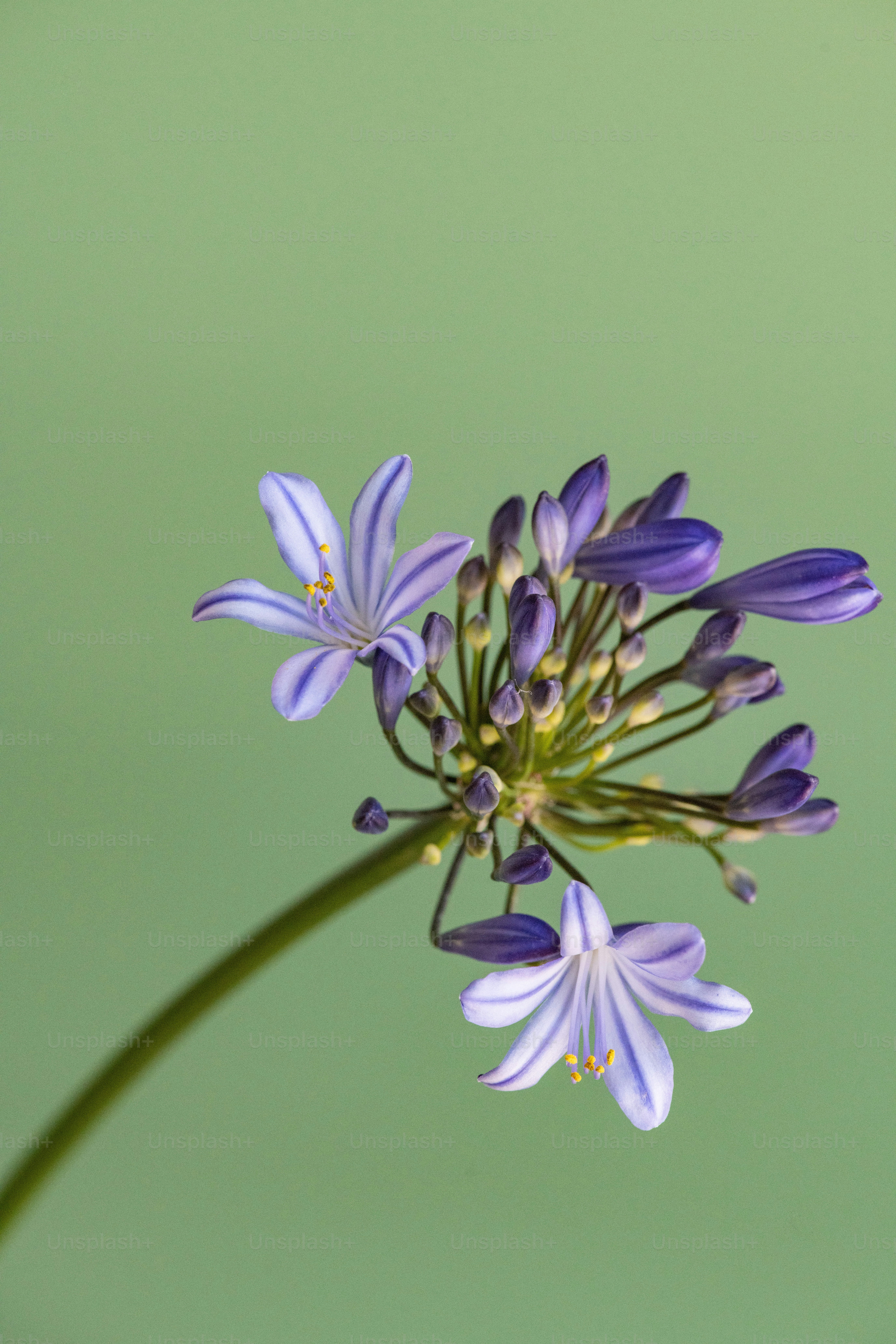 Un primer plano de una flor púrpura sobre un fondo verde