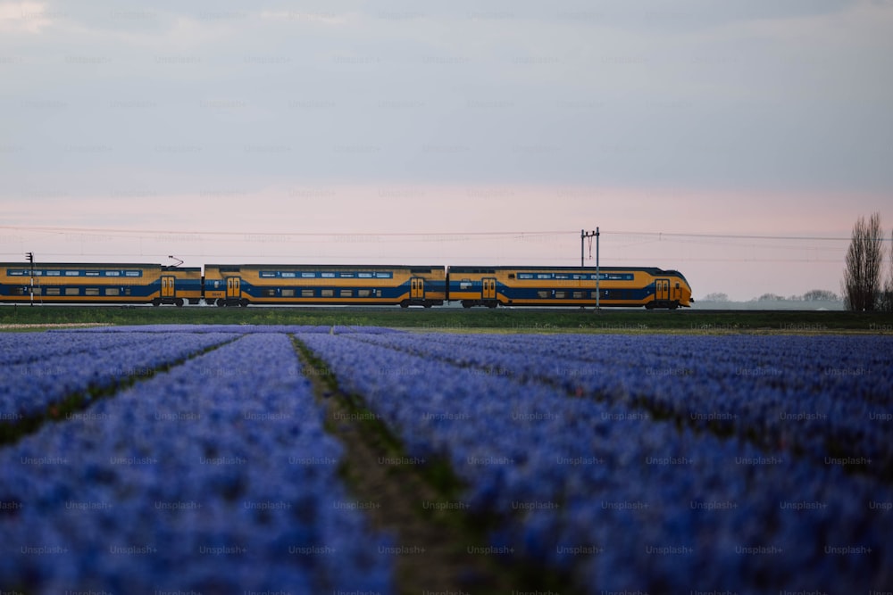 a train traveling through a field of blue flowers