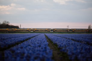 Ein Zug, der durch ein Feld blauer Blumen fährt