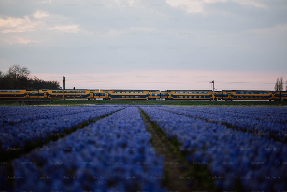 a train traveling through a field of blue flowers