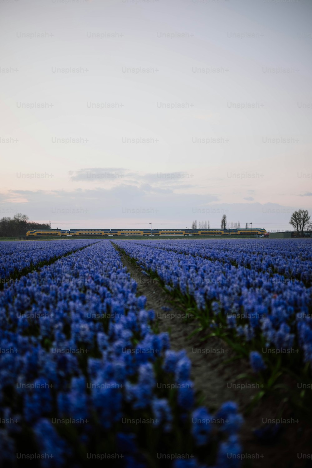 Un champ de fleurs bleues avec un ciel en arrière-plan
