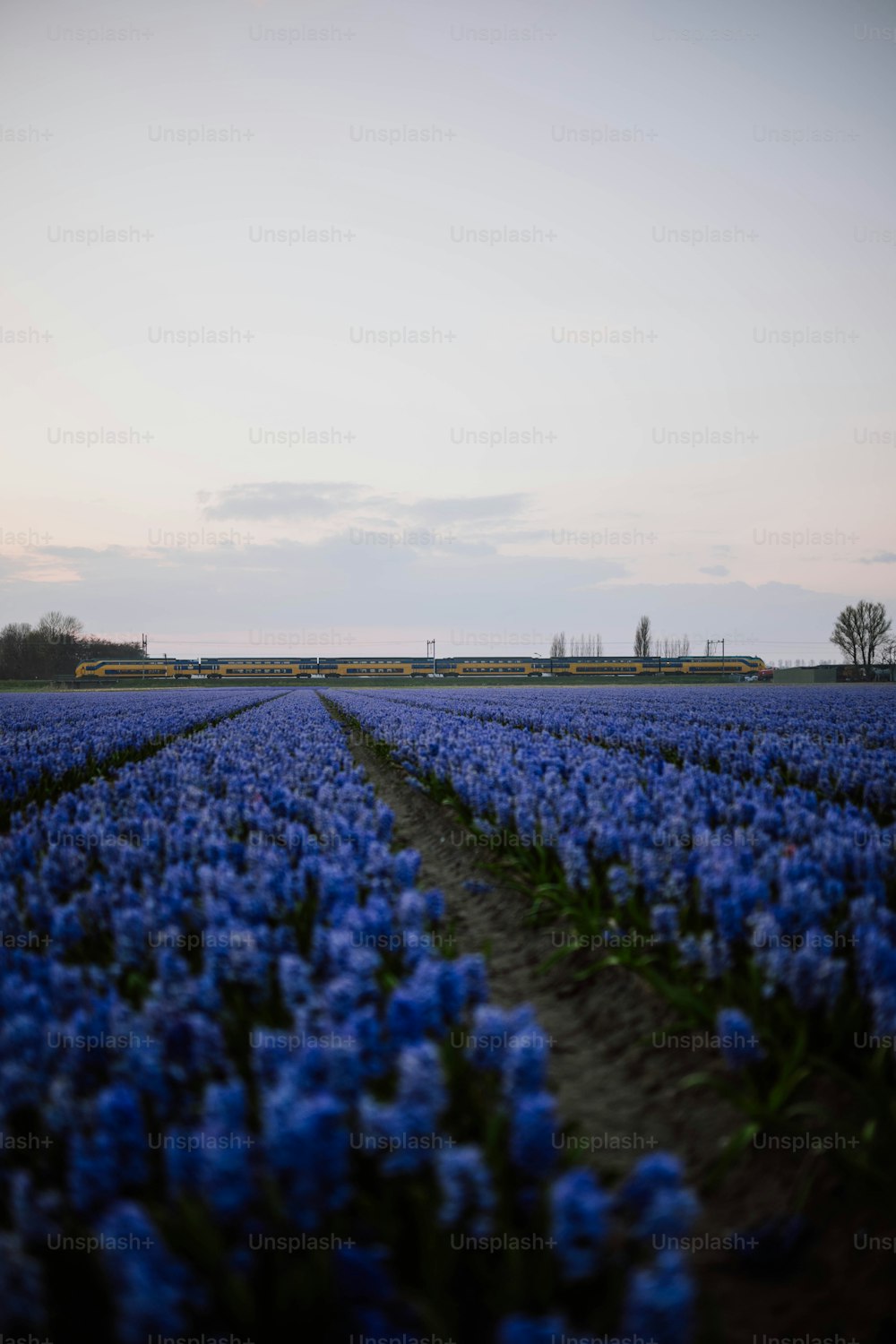 a field of blue flowers with a sky in the background