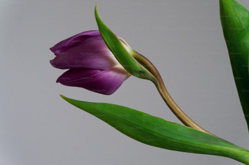 a single purple flower with a green stem