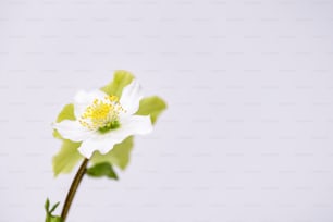 노란색 중심이있는 단일 흰색 꽃