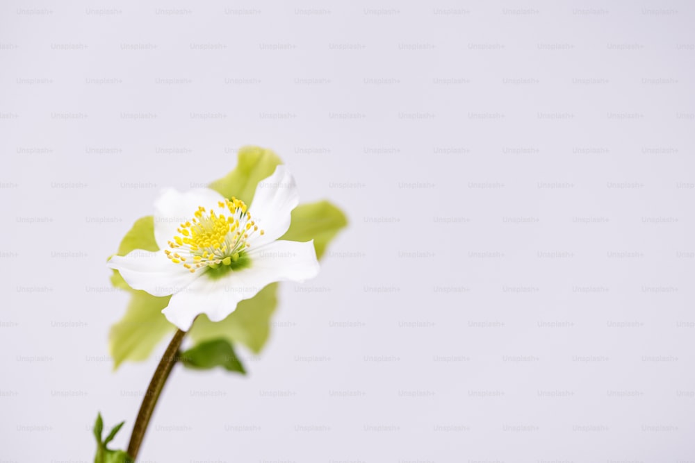 un singolo fiore bianco con un centro giallo
