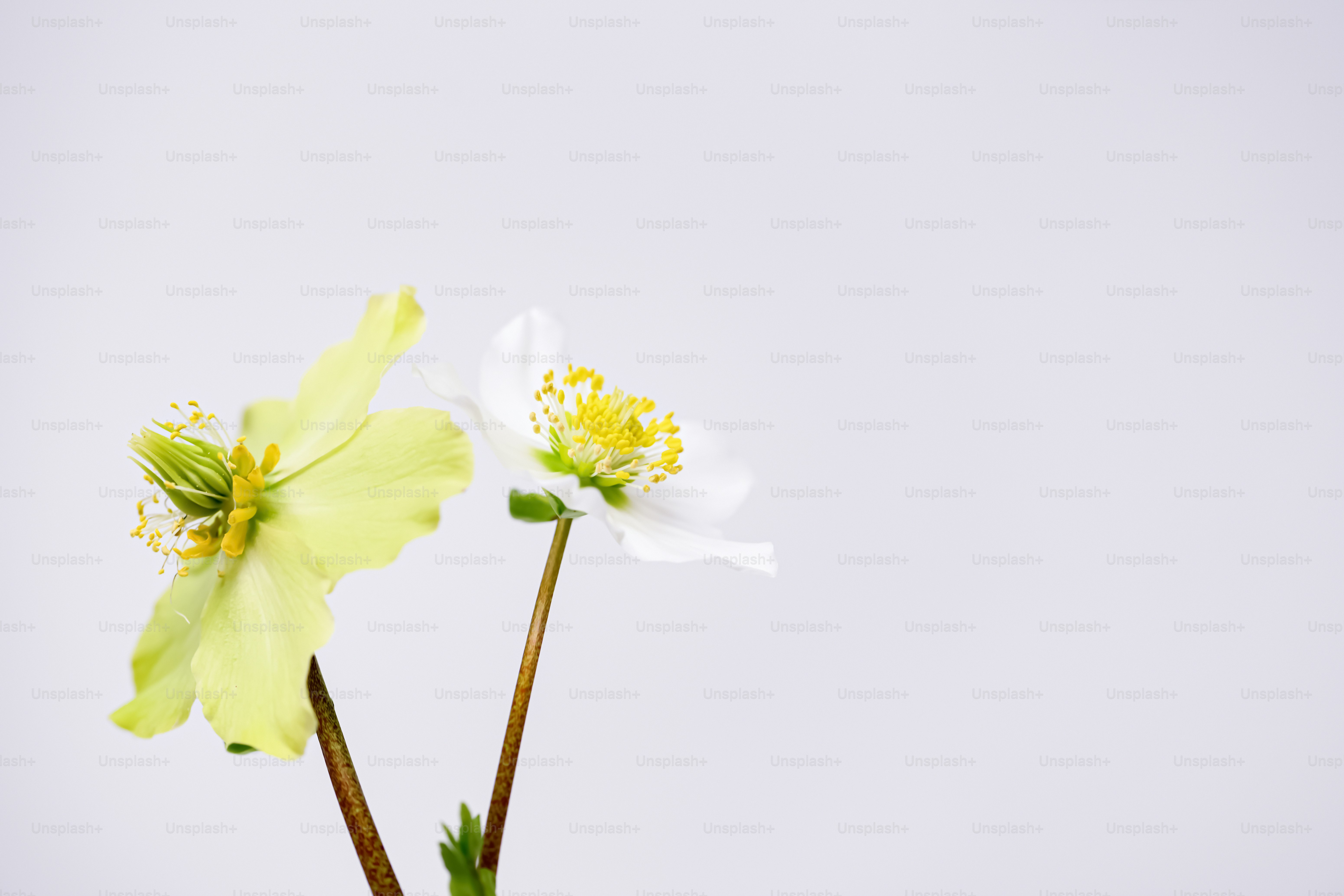 two white and yellow flowers in a vase