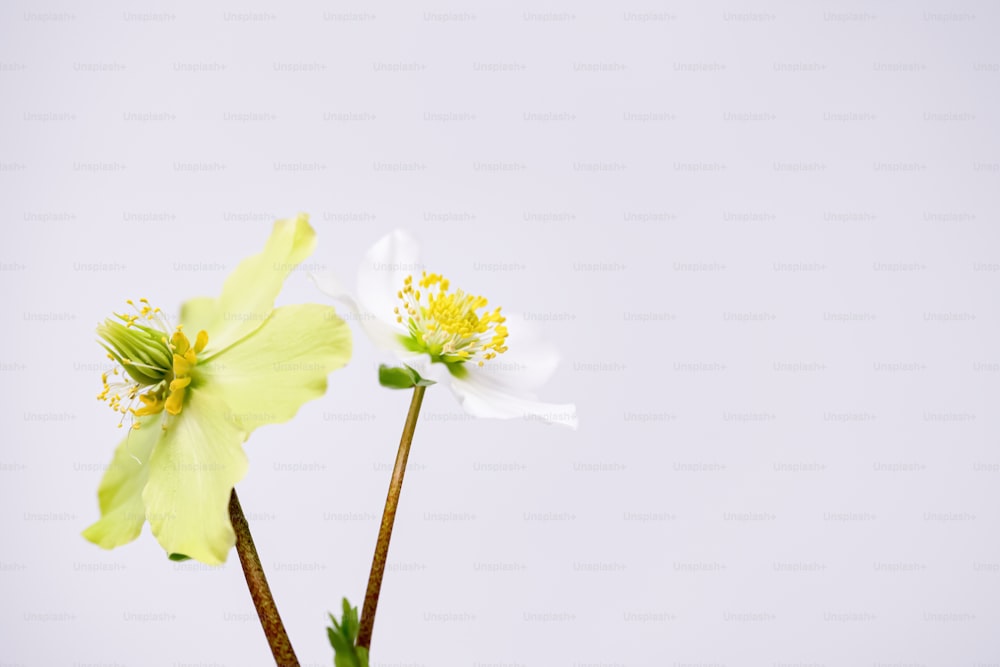 duas flores brancas e amarelas em um vaso