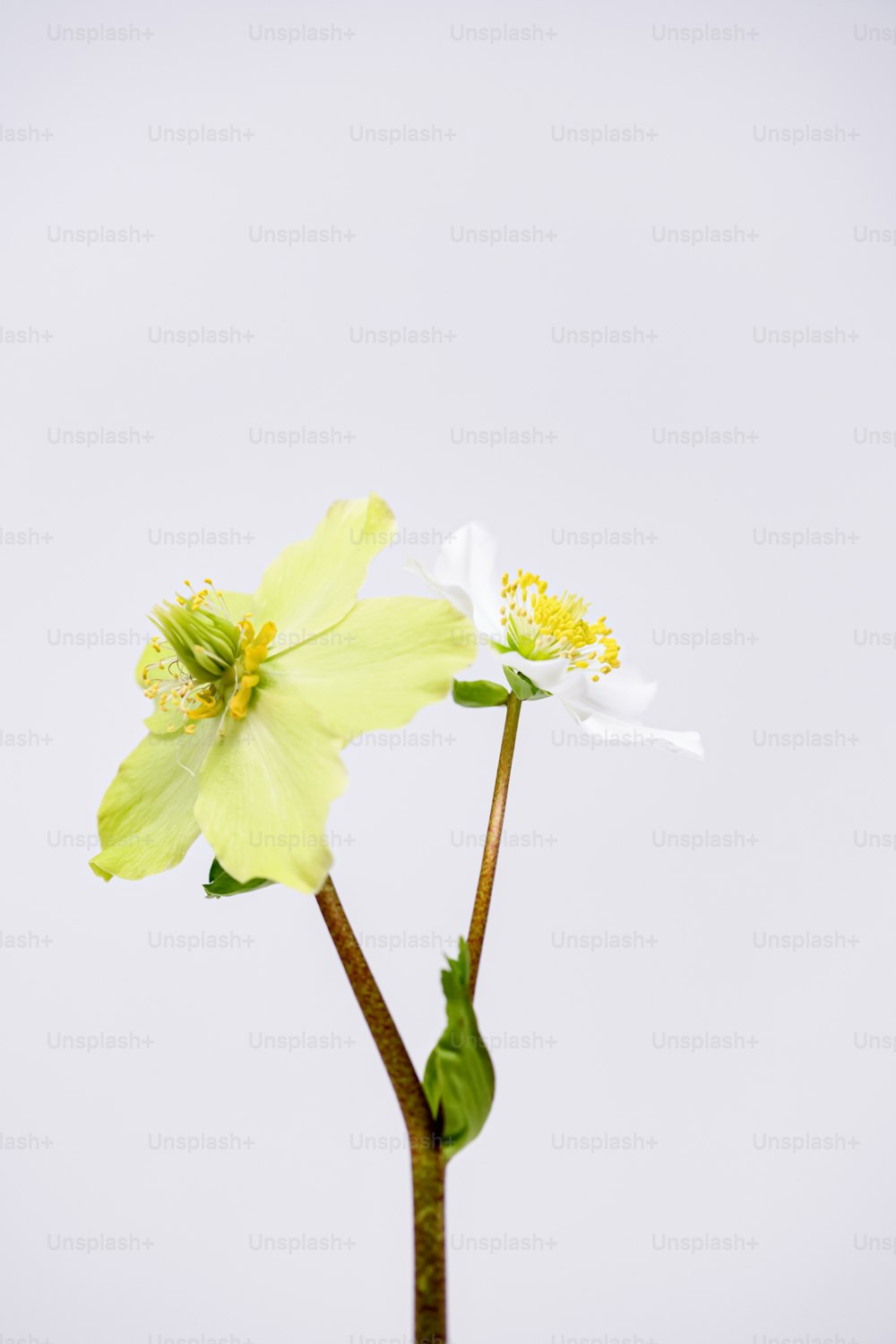 Una flor blanca y amarilla en un jarrón