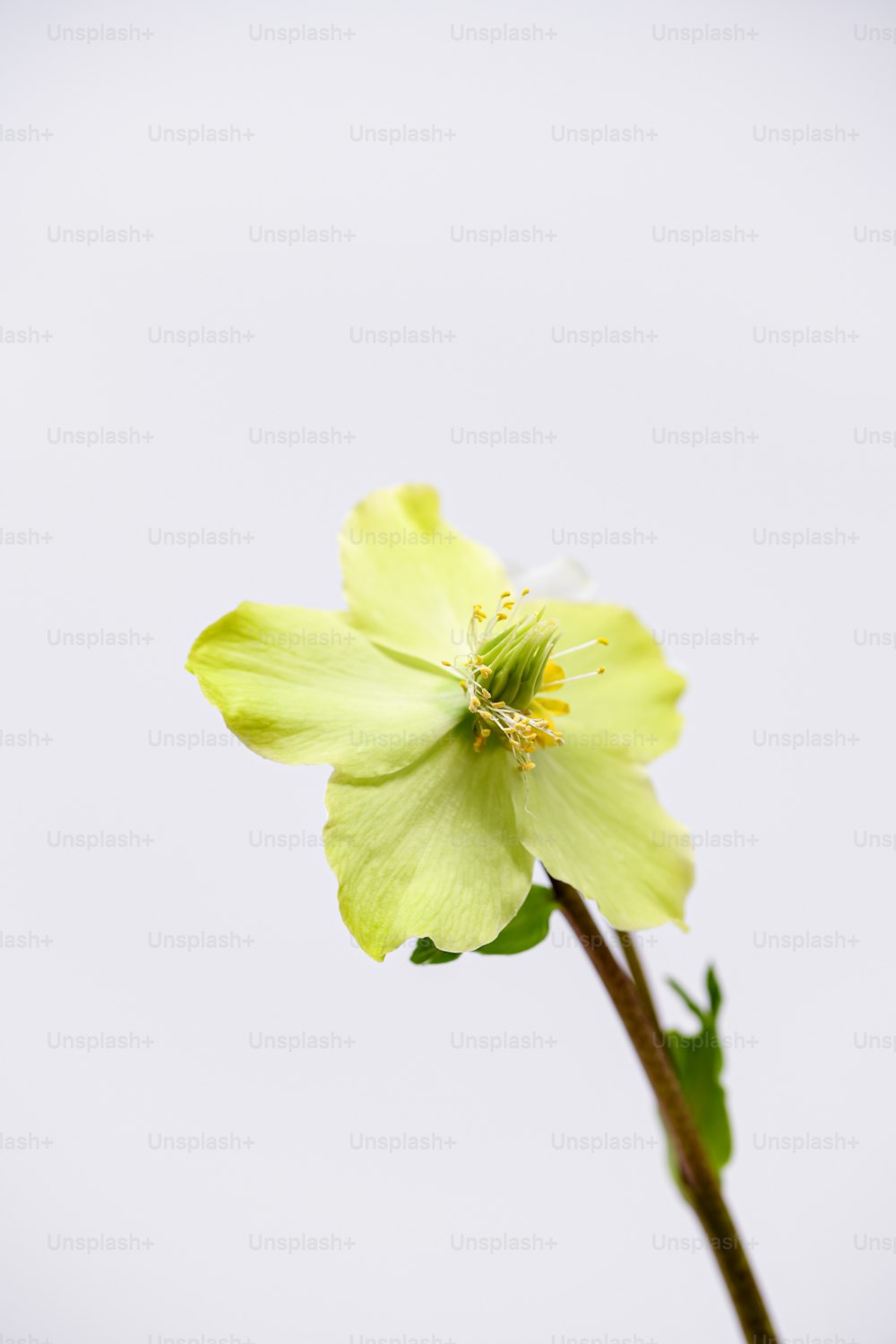 Una sola flor amarilla con un fondo blanco