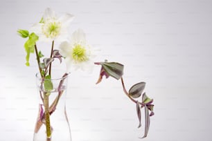 Un jarrón de vidrio lleno de flores blancas encima de una mesa
