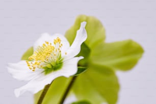 a close up of a white flower with green leaves