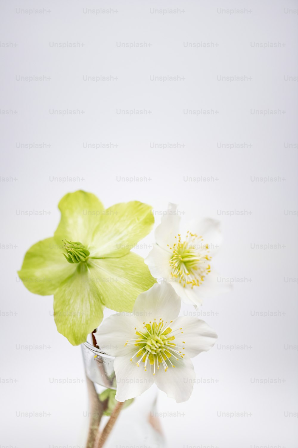유리 꽃병에 흰색과 녹색 꽃