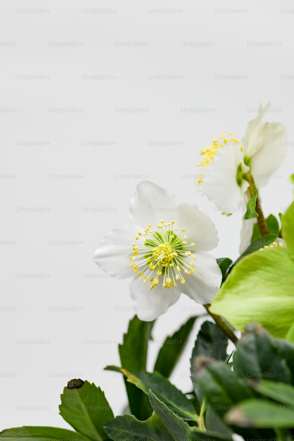 two white flowers with green leaves on a white background