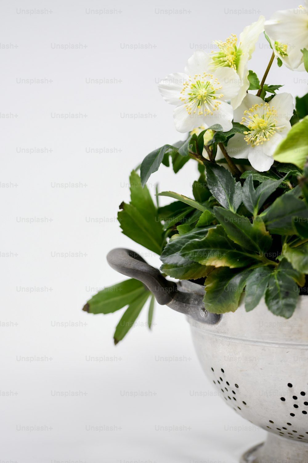 uma planta em vaso com flores brancas e folhas verdes