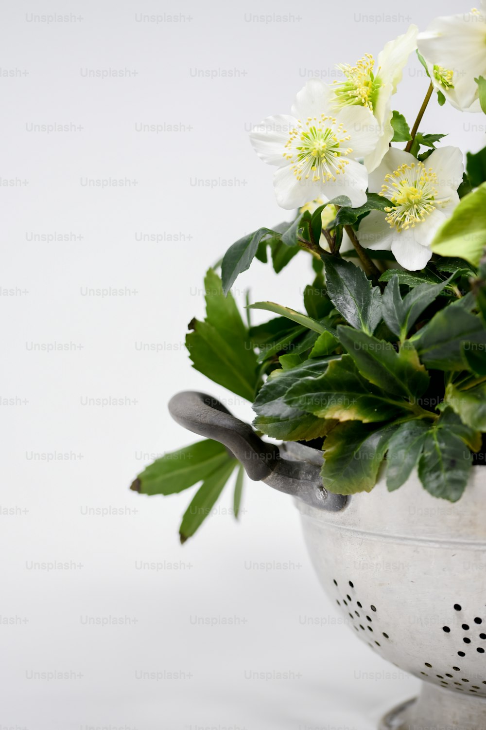 a potted plant with white flowers and green leaves