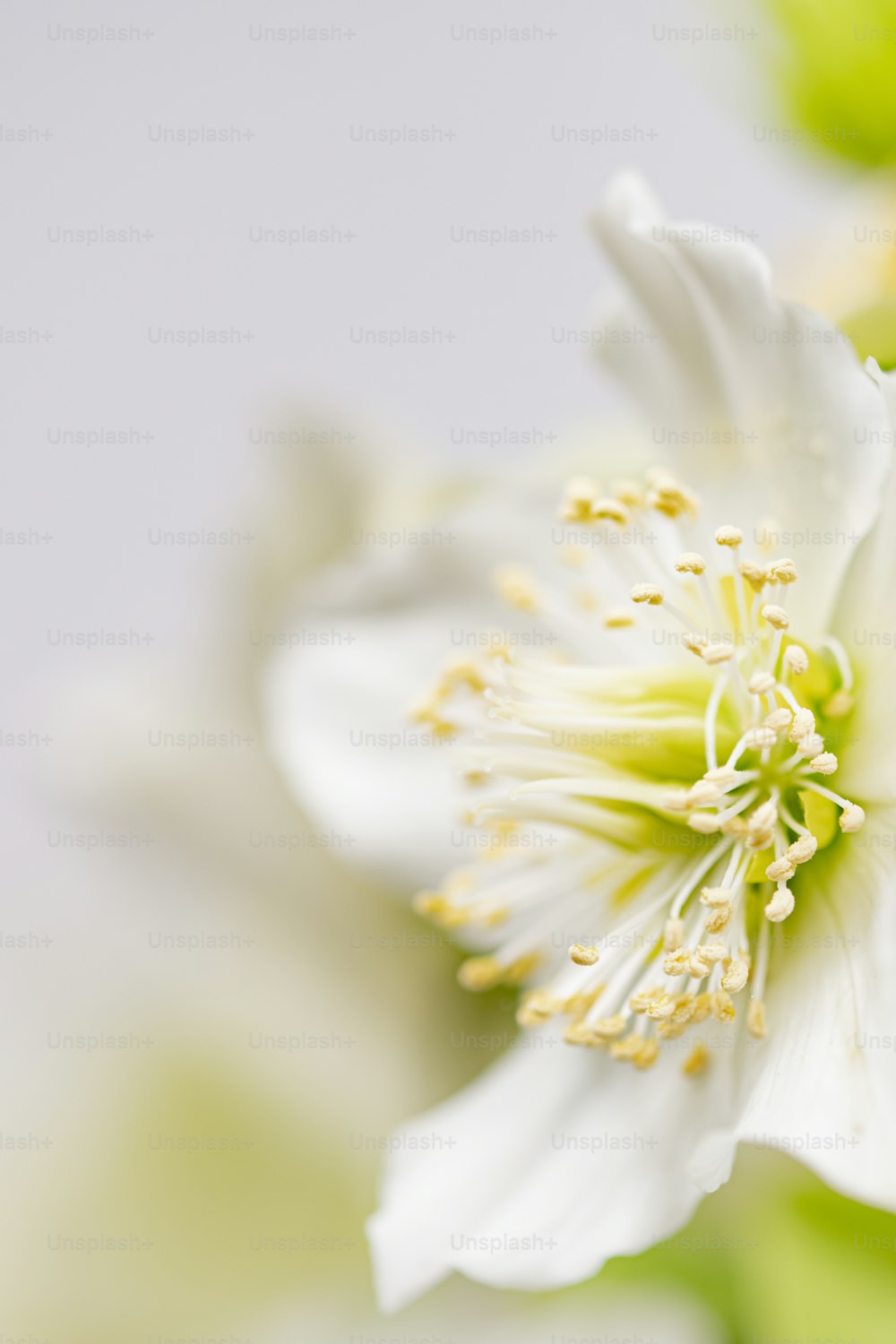 um close up de uma flor branca em um fundo branco