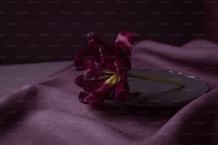 une seule fleur sur une assiette sur un tissu violet