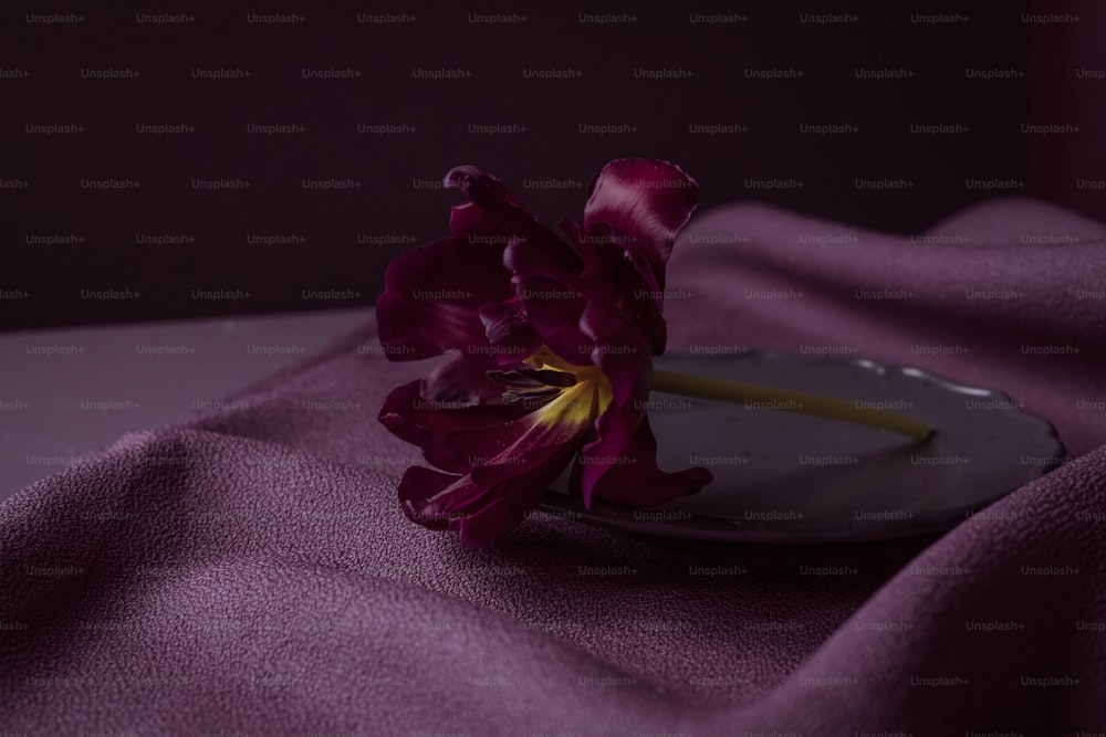 a single flower on a plate on a purple cloth