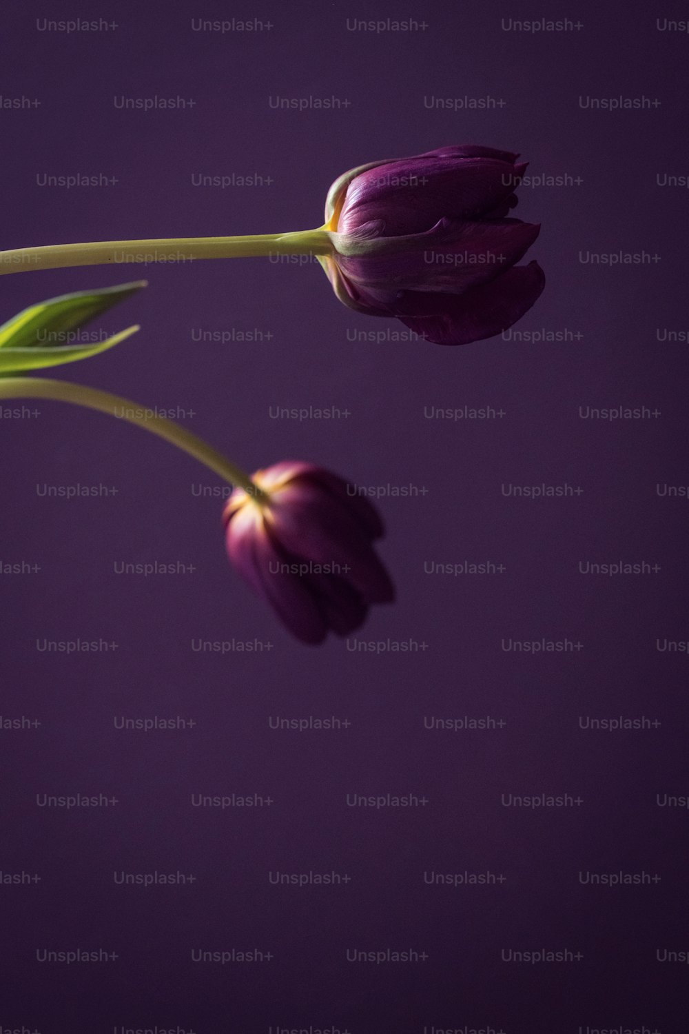 two purple tulips in a vase on a purple background
