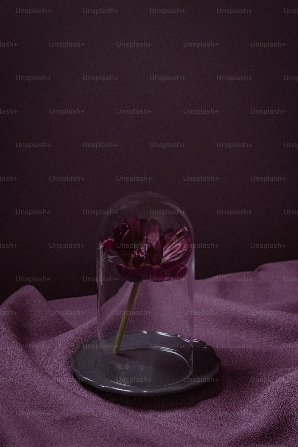 eine einzelne Blume in einer Glaskuppel auf einem Teller
