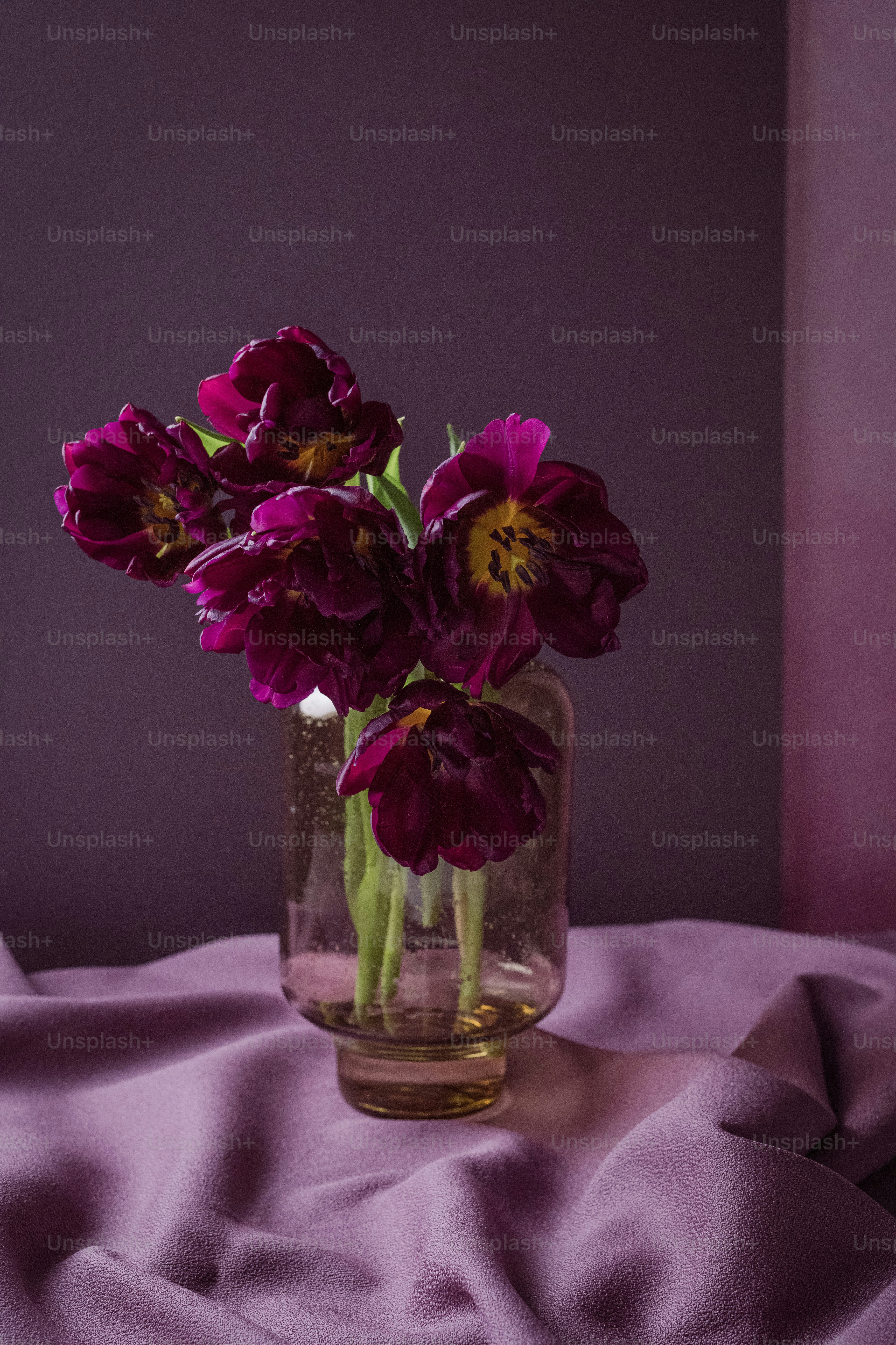 Two purple tulips in a vase on a purple background photo – Background