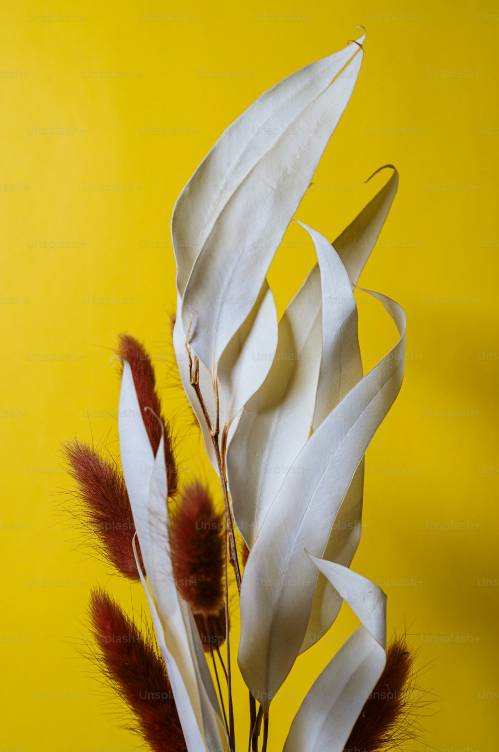 a close up of a white flower with red feathers