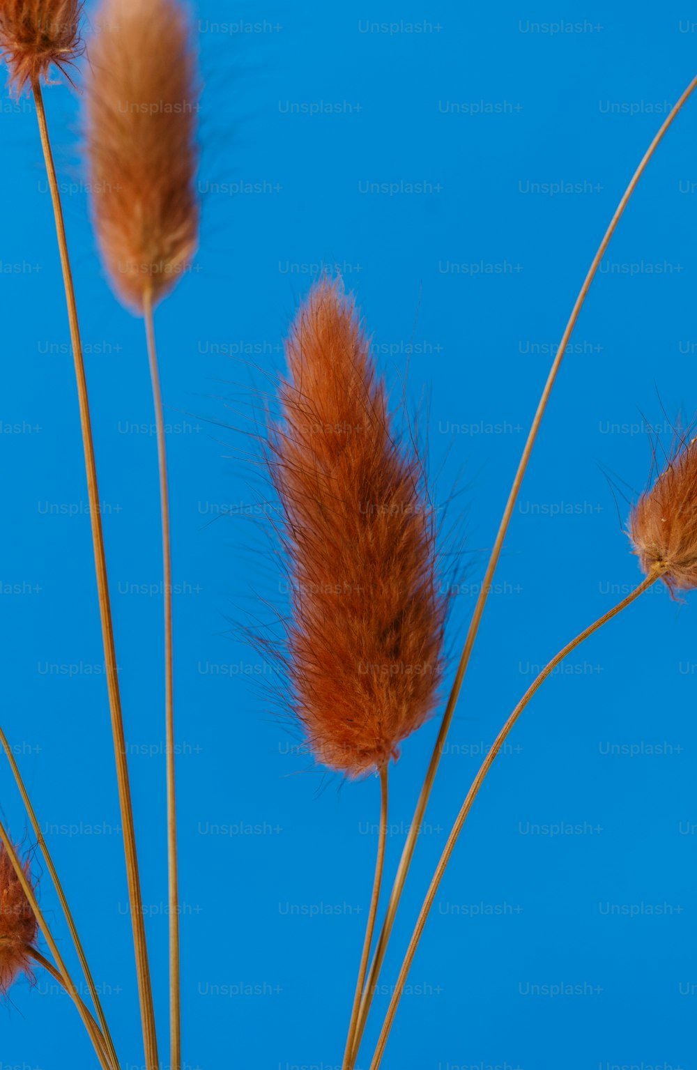 a close up of a bunch of brown flowers