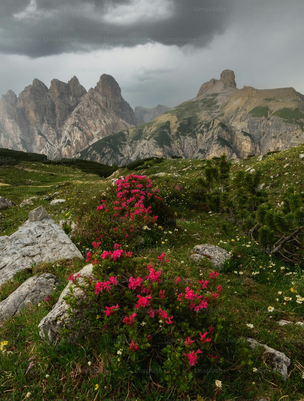 Un campo de flores con montañas al fondo