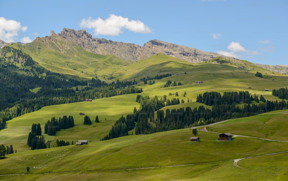 a lush green hillside covered in lots of trees