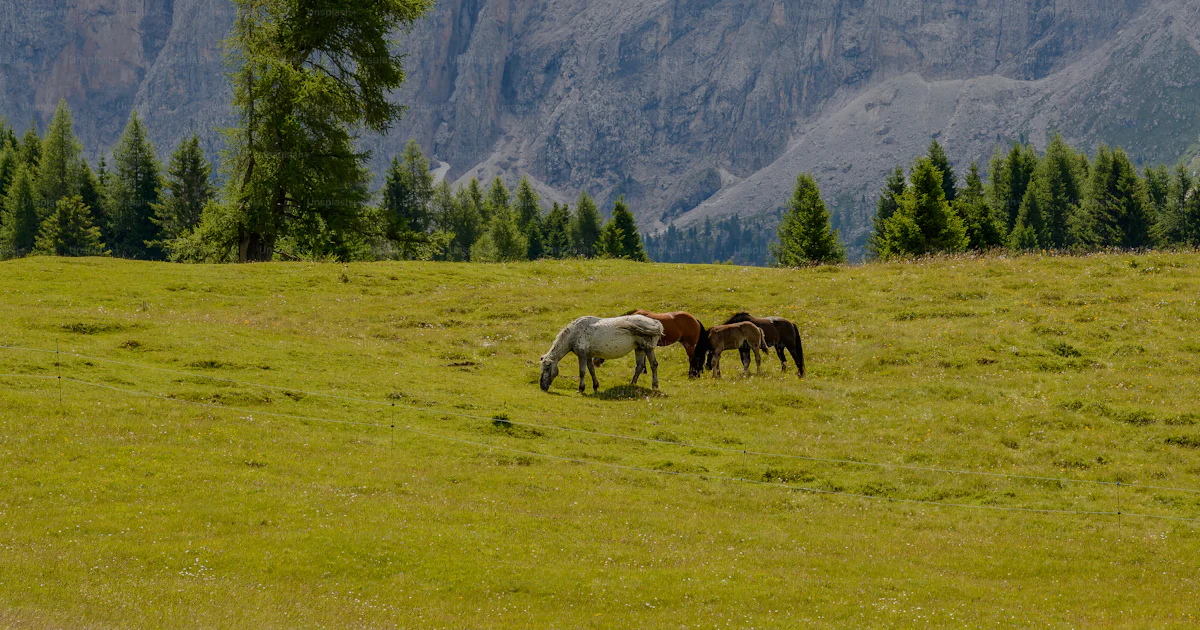 Grasen Foto zum Thema Drei Pferde grasen auf einem Feld mit Bergen im ...