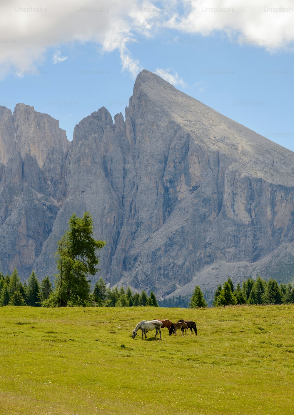 three horses grazing in a field with mountains in the background