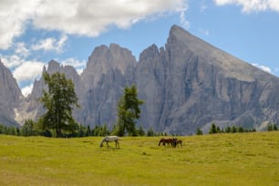 山を背景にした野原で草を食む2頭の馬