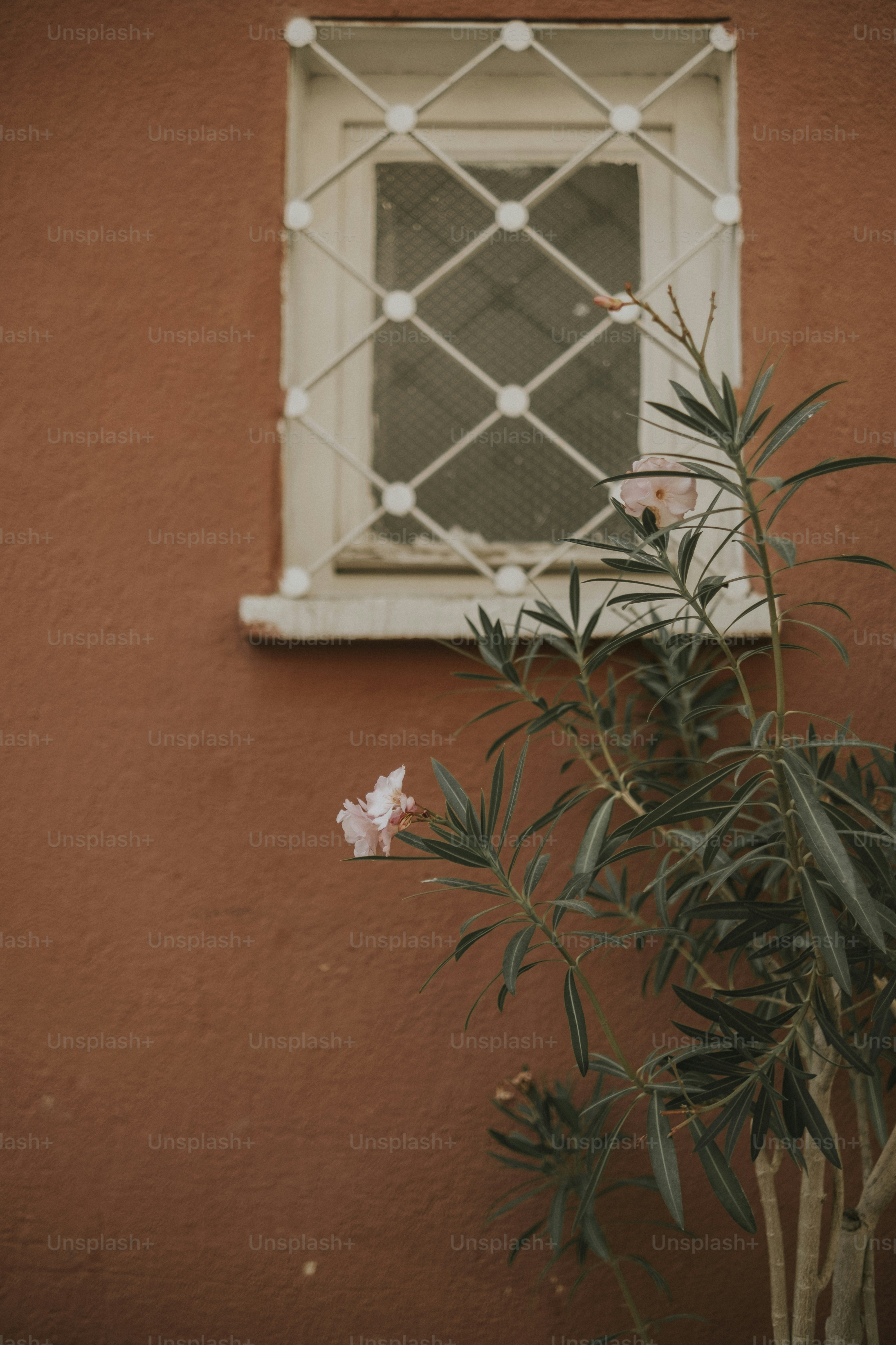 A potted plant sitting on the side of a building photo – Texture Image ...