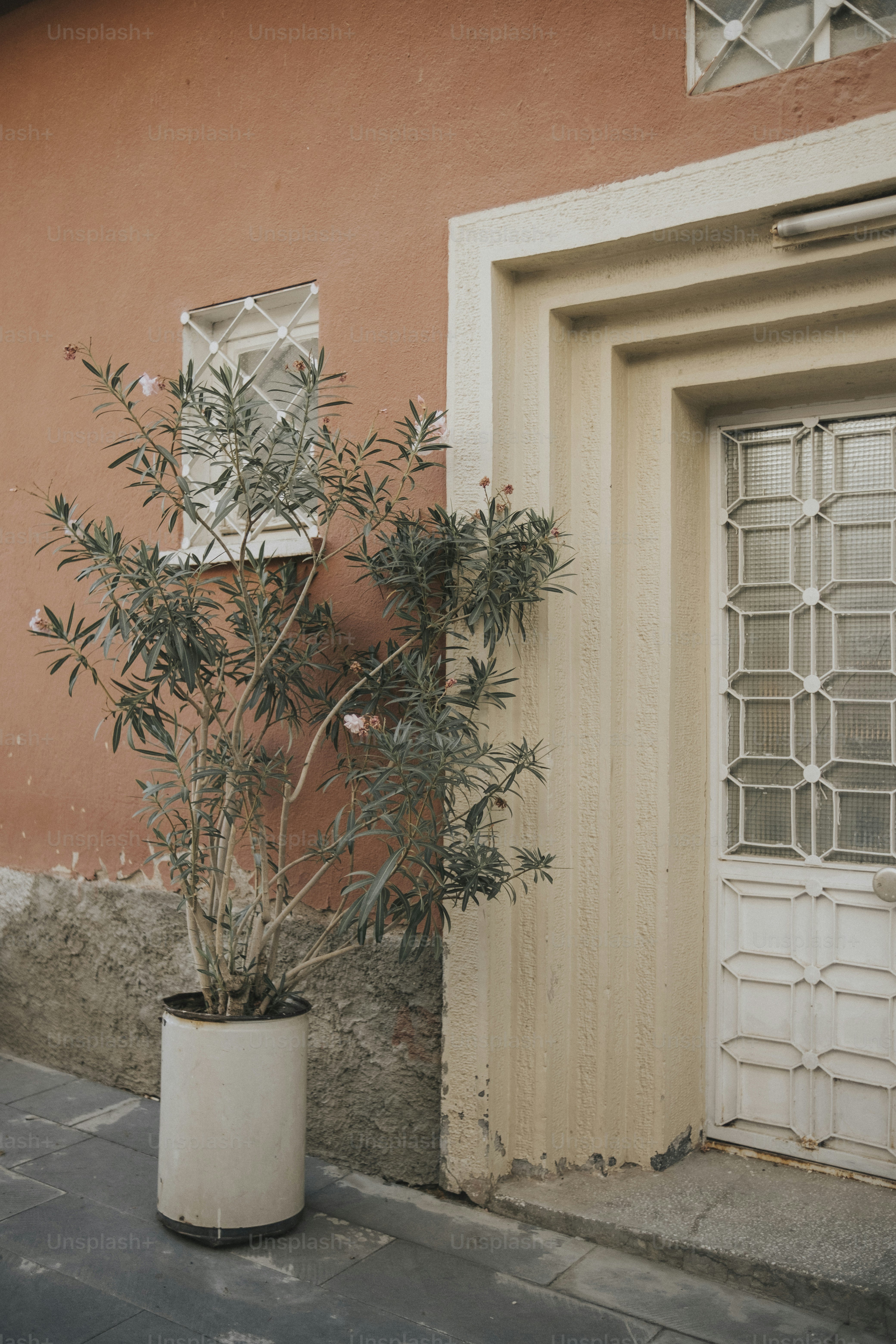 A potted plant sitting on the side of a building photo – Texture Image ...