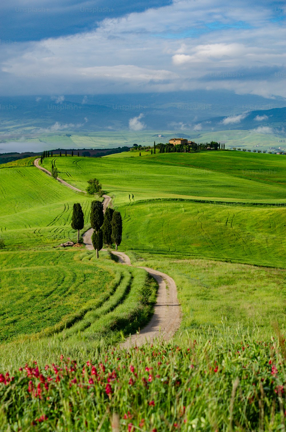 un exuberante campo verde con un camino de tierra que lo atraviesa