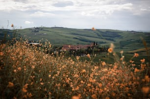 Un campo di fiori con una casa in lontananza